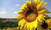 Семена подсолнечника украинское солнышко