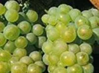 Саженцы Ласта