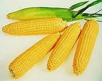 Семена кукурузы Моника 350 МВ