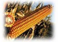 Семена кукурузы ЕС Олимпус