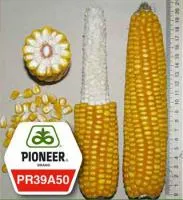 Семена кукурузы Пионер ПР39А50/PR39A50