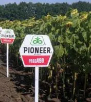 Семена подсолнечника Pioneer ПР63А90 / PR63A90