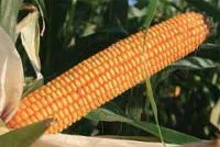 Семена кукурузы ЕС Битл