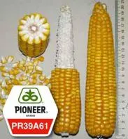 Семена кукурузы Пионер ПР39А61/PR39A61
