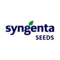 Семена подсолнечника Syngenta