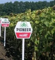 Семена подсолнечника Pioneer ПР63A62 / PR63A62 RM 37