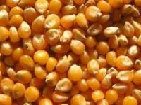 Семена кукурузы Кредит