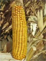 Семена кукурузы Кодацкий 442 СВ