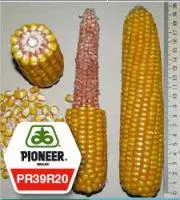 Семена кукурузы Пионер PR39R20/ ПР39Р20