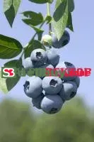 Саженцы голубики Бригитта Блу (Brigitta Blue)