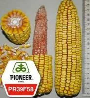 Семена кукурузы Pioneer ПР39Ф58 / РR39F58