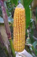 Семена кукурузы ЕС Сенсор