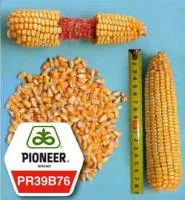 Семена кукурузы Пионер PR39B76/ ПР39Б76