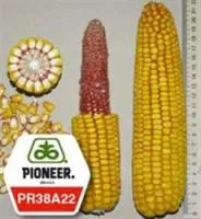 Семена кукурузы Пионер PR38A22/ ПР38А22