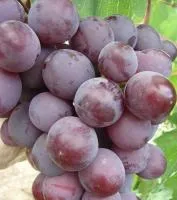 Саженцы винограда Дунав