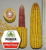 Семена кукурузы Пионер ПР37Д25 / PR37D25
