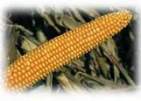 Семена кукурузы ЕС Палаццо