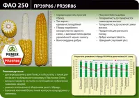 Семена кукурузы Пионер ПР39Р86 / PR39R86