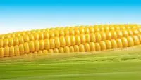 Семена кукурузы ЕС Инберроу