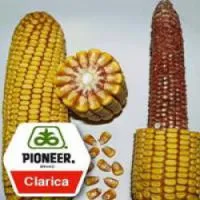 Семена кукурузы Pioneer 3893 Кларика