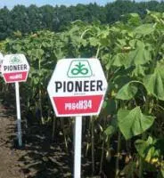 Семена подсолнечника Pioneer ПР64Г34 / PR64Н34 RM 43 (новый)
