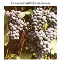 Саженцы винограда Голубок