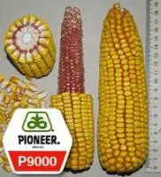 Семена кукурузы Пионер P9000/ П9000