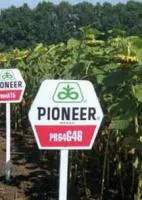 Семена подсолнечника Pioneer ПР64Г46 / PR64G46 RM 42 (новый)