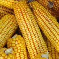Семена кукурузы Монсанто ДКС-3759