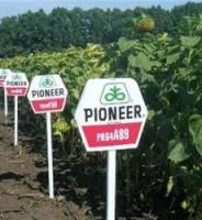 Семена подсолнечника Pioneer ПР64А89 / PR64A89 RM 48