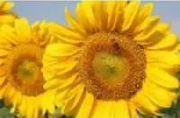 Семена подсолнечника Украинское солнышко