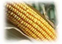 Семена кукурузы ЕС Гарант