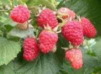 Саженцы малины Гусар