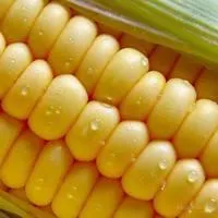 Семена кукурузы ЕС Сигма