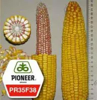 Семена кукурузы Pioneer ПР35Ф38 / PR35F38