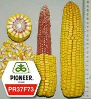 Семена кукурузы Pioneer ПР37Ф73 / PR37F73