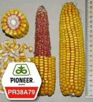 Семена кукурузы Пионер PR38A79/ ПР38А79