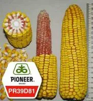 Семена кукурузы Pioneer ПР39Д81 / РR39D81