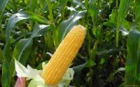 Семена кукурузы гибрид НС 101 г. нови сад (сербия)