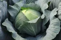 Капуста белокочанная ЛЕОПОЛЬД F1 (2500 семян) Bejo