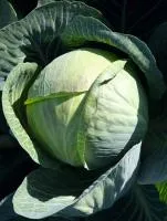 Капуста белокочанная ЦИКЛОН F1 (2500 семян) Bejo