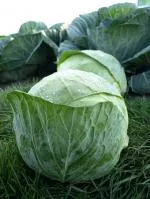Капуста белокочанная ЧИЗ F1 (2500 семян) Clause