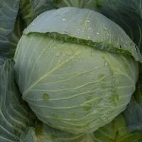 Капуста белокочанная АЛАНЕК F1 (2500 семян) Enza Zaden