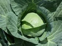 Капуста белокочанная КОМПАС F1 (2500 семян) Takii Seeds