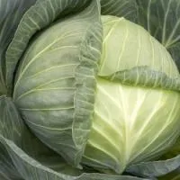 Капуста белокочанная СЕПТИМА F1 (10 000 семян) (GD) Rijk Zwaan