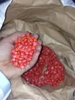 Семена кукурузы Skeena FF-199 Канадский элитный высокоурожайный гибрид