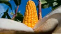 Семена кукурузы Канадский трансгенный гибрид SEDONA BT 166 ФАО 180