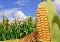 Семена кукурузы Конский зуб КАДР-267мв