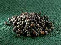 Семена Рапса CHILKAT FS – 199 Канадский высокоурожайный озимый гибрид под раундап