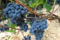Столовый виноград Агадаи и Мускат гамбурский